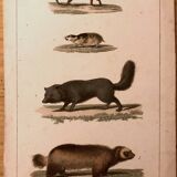 Lithograph late 19th animals