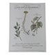 Botanical engraving -Herbal tea for lazy times- Illustration of medicinal plants and herbs
