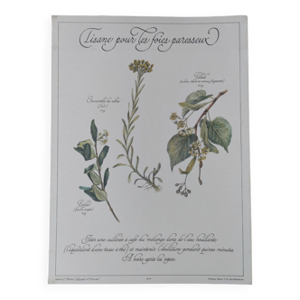 Botanical engraving -Herbal tea for lazy times- Illustration of medicinal plants and herbs