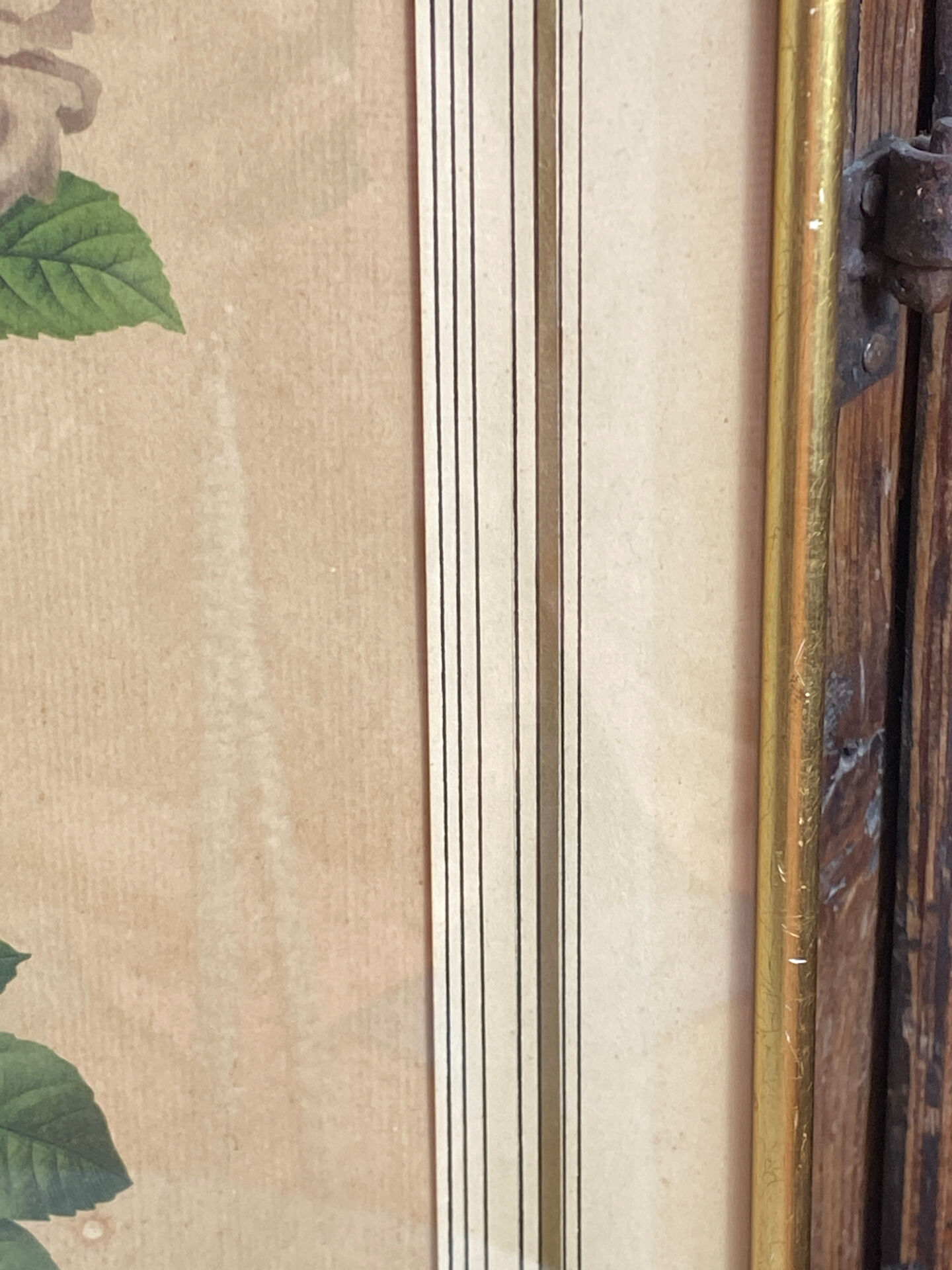 Botanical print, Rosa Damascena, by P-J Redouté