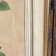 Botanical print, Rosa Damascena, by P-J Redouté