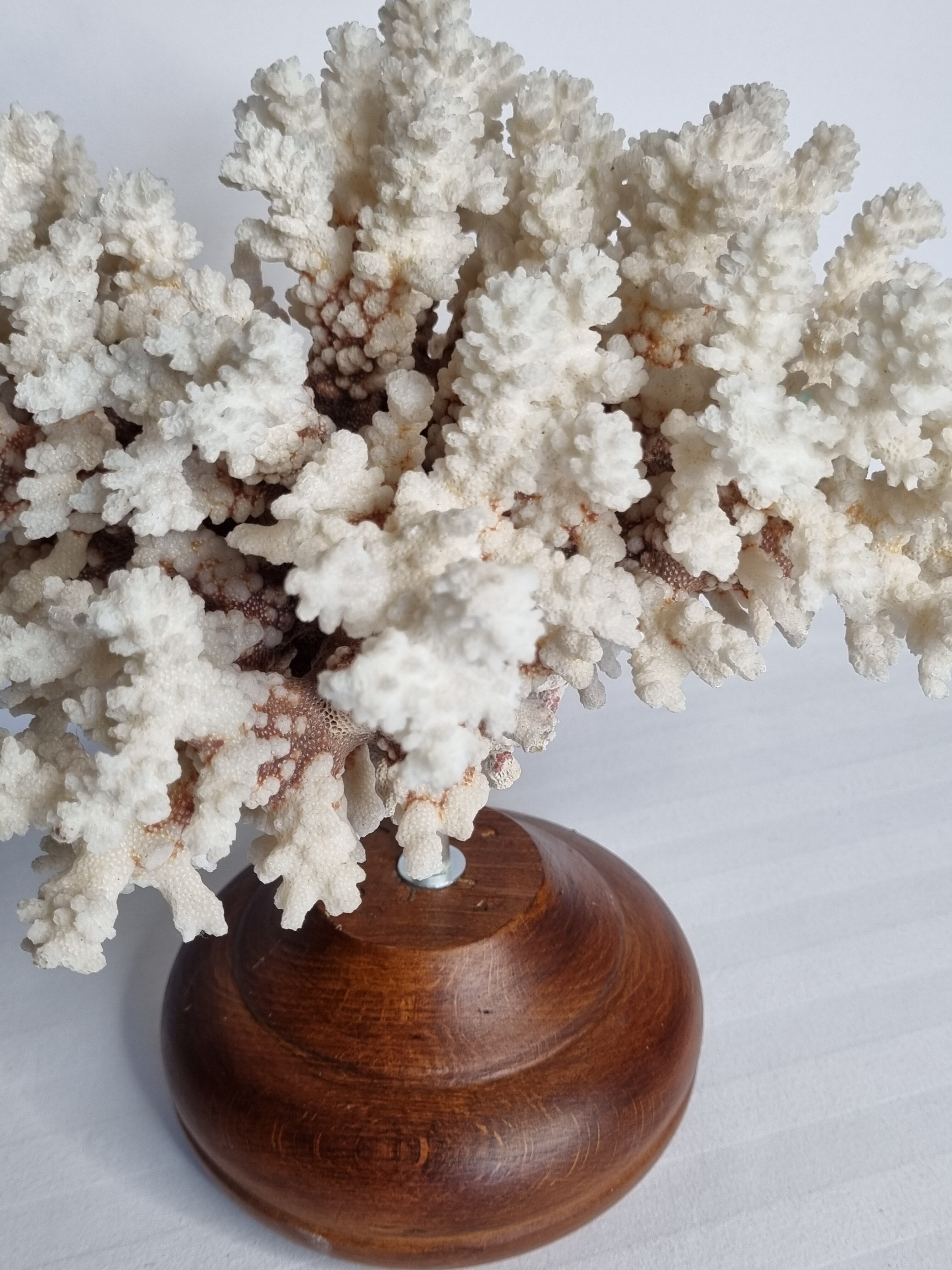 Old white coral in branches on base, 32 cm