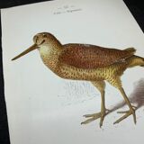 Naturalist plate old birds double-sided engraving work 1908 G. Denise