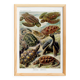 Poster about turtles, based on an old lithograph from 1904.