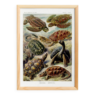 Poster about turtles, based on an old lithograph from 1904.