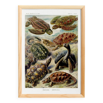 Poster about turtles, based on an old lithograph from 1904.