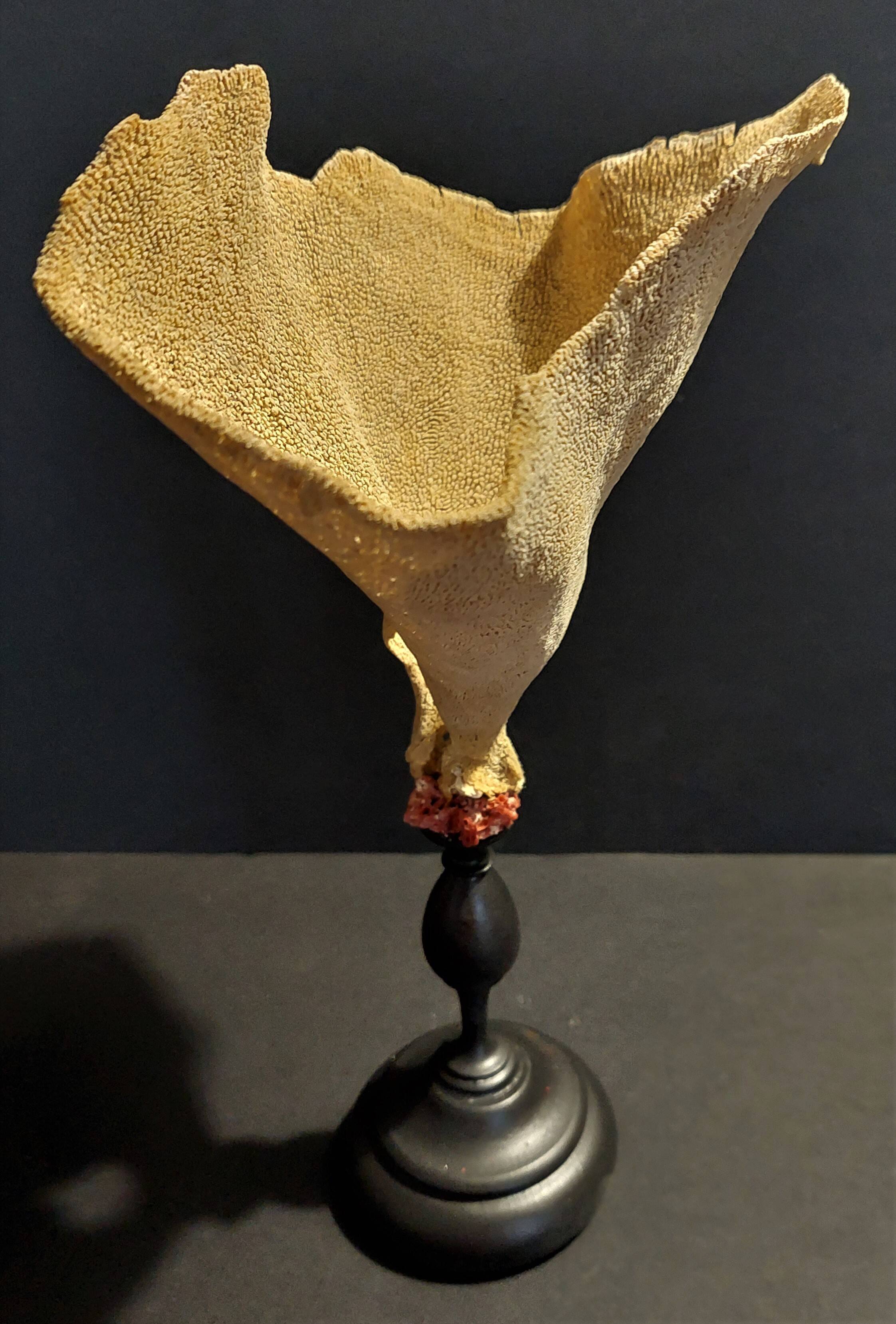 Cabinet of Curiosities sponge cut carteriospongia foliascens on base