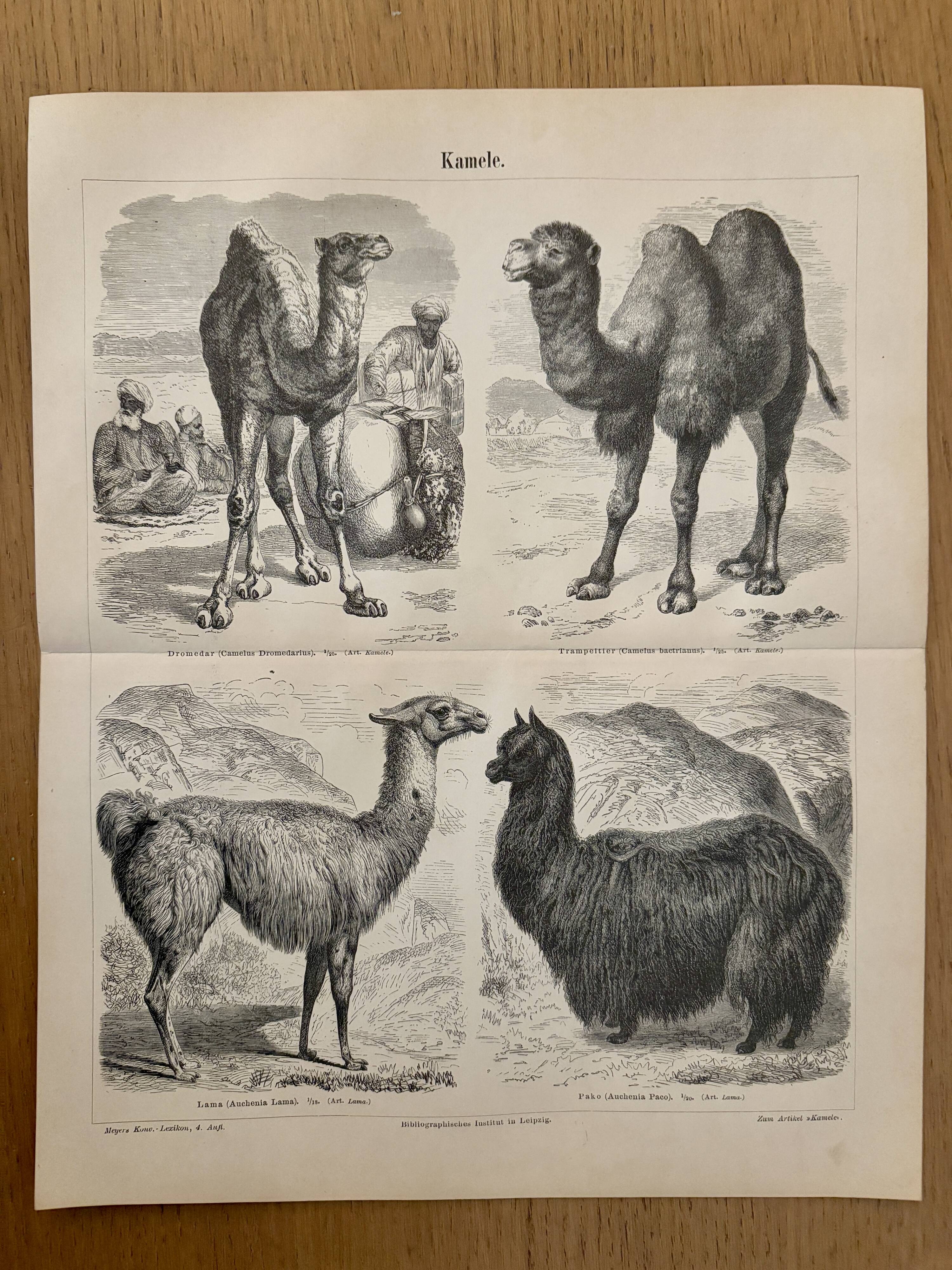 Lithograph engraving of camels, dromedaries and llamas – 1890