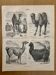Lithograph engraving of camels, dromedaries and llamas – 1890