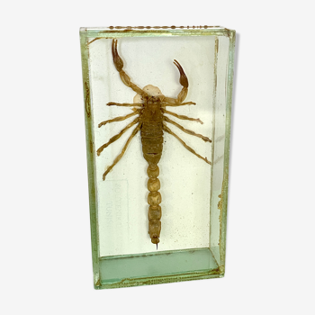 Scorpion sous verre vintage