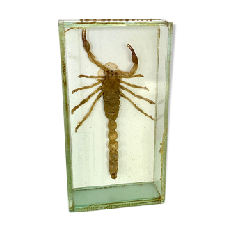 Scorpio under vintage glass