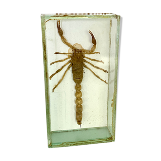 Scorpion sous verre vintage