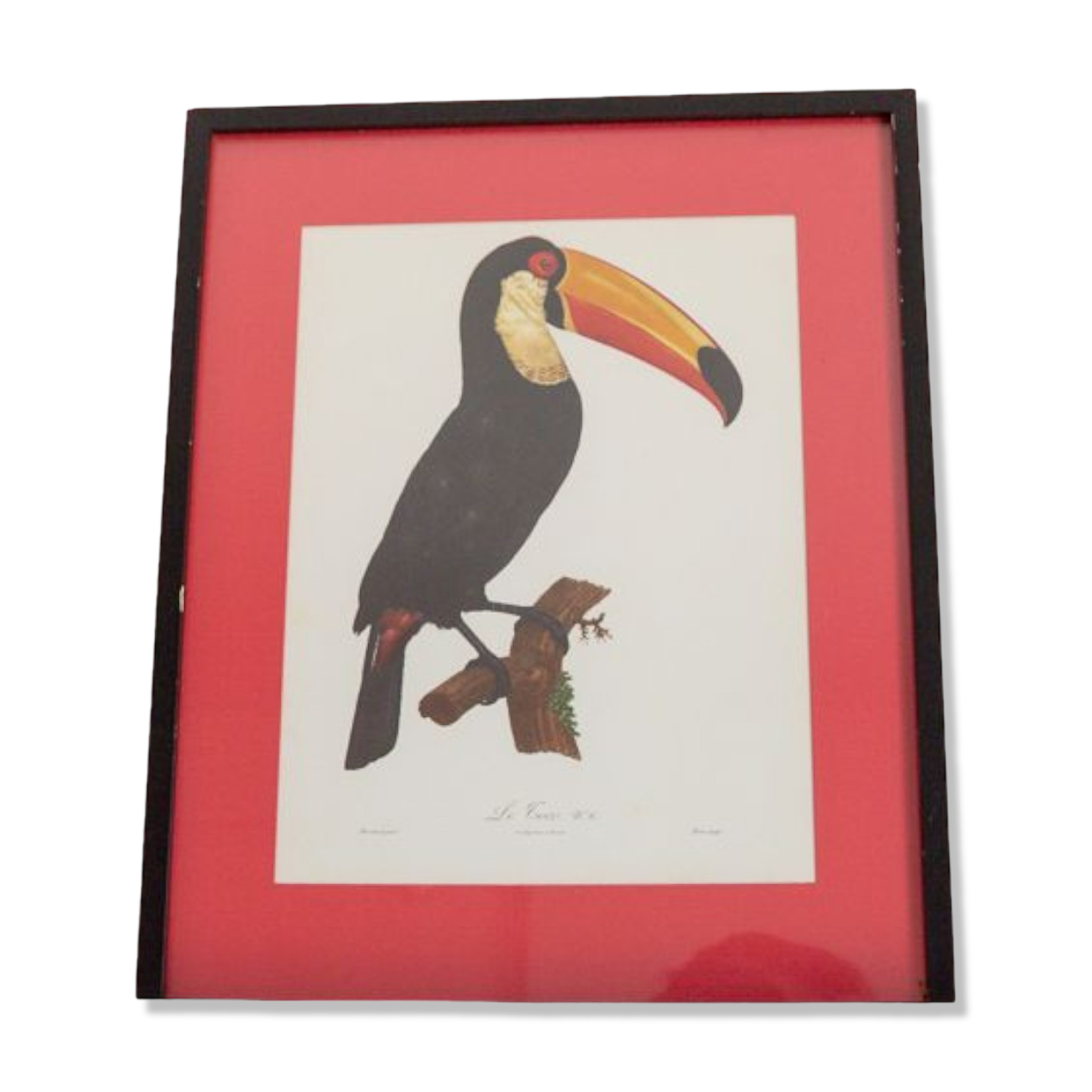 Engraving le Toco number 6 Jacques Barraband