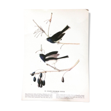 Double-sided ornithological setting