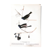 Double-sided ornithological setting