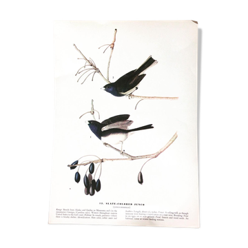 Double-sided ornithological setting