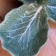 Plat feuilles de choux