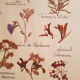 Herbarium plank