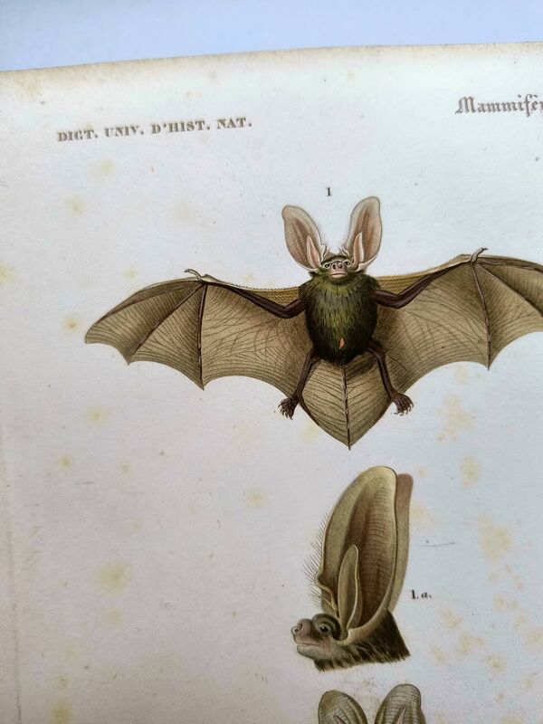 Gravure ancienne de 1849. Chauve-Souris de P.L. Oudart. Colorié à la main