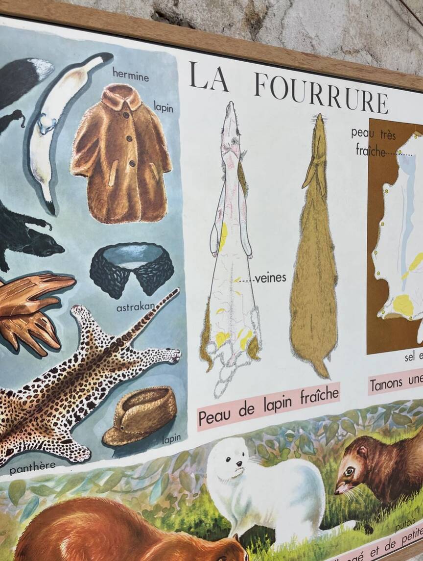 School poster the orange and the fur