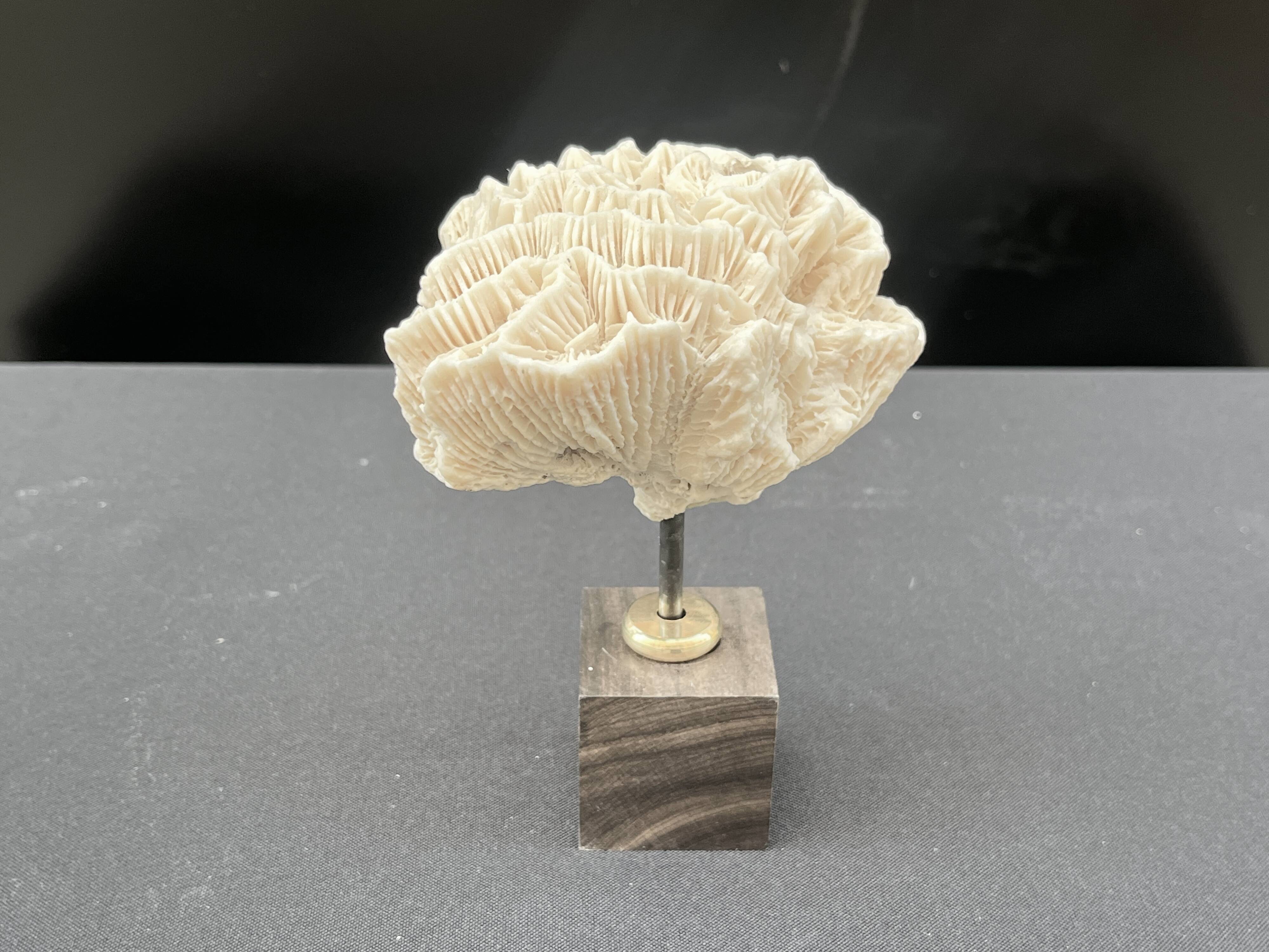 Antique natural white fossil coral on wooden base cabinet of curiosities