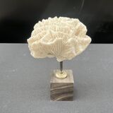 Antique natural white fossil coral on wooden base cabinet of curiosities