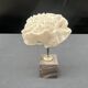 Antique natural white fossil coral on wooden base cabinet of curiosities