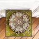 Decorative plate painted flowers