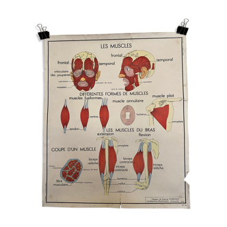 Rossignol vintage school poster 13-14