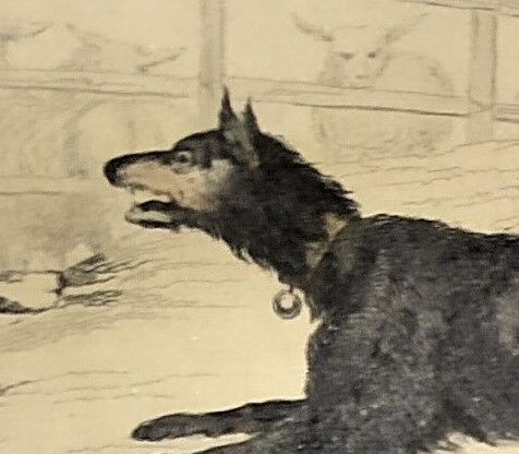 Original zoological frame engraving from 1839 " shepherd dog,....,.... "