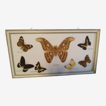 Cabinet de curiosité taxidermie  papillon
