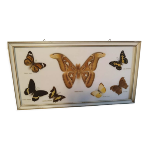 Cabinet de curiosité taxidermie