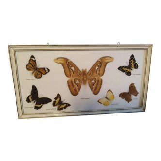Cabinet of curiosities butterfly taxidermy