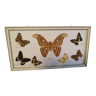 Cabinet de curiosité taxidermie  papillon