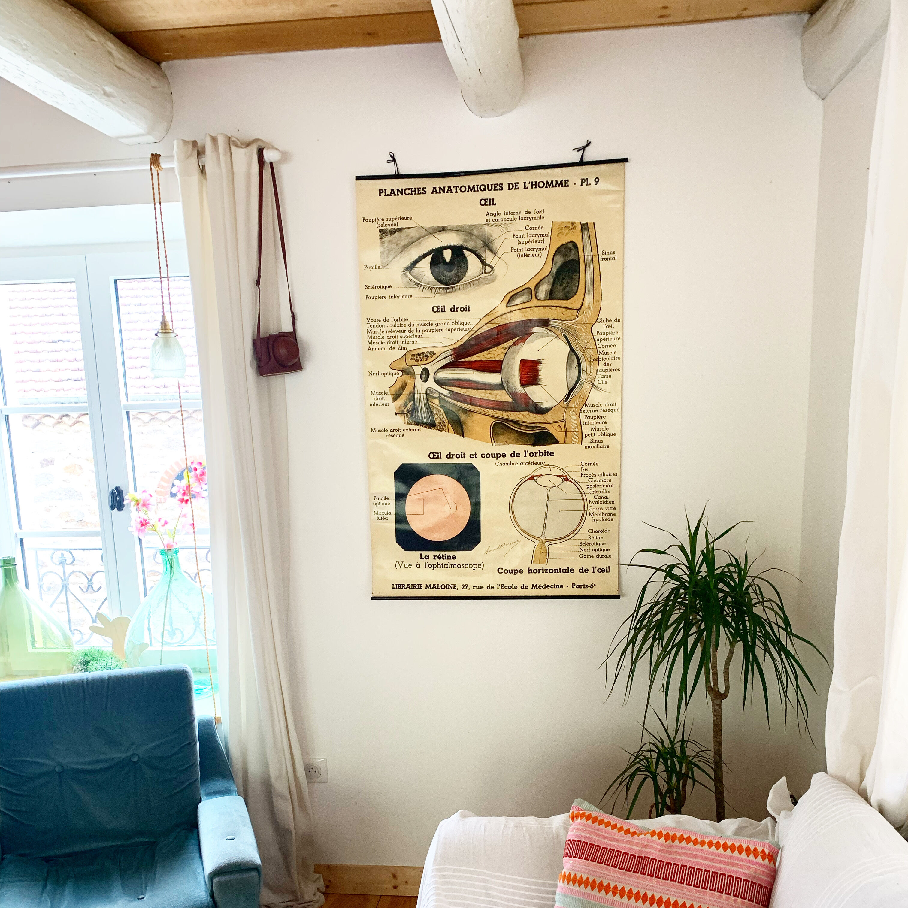 Vintage anatomical chart of man: the eye