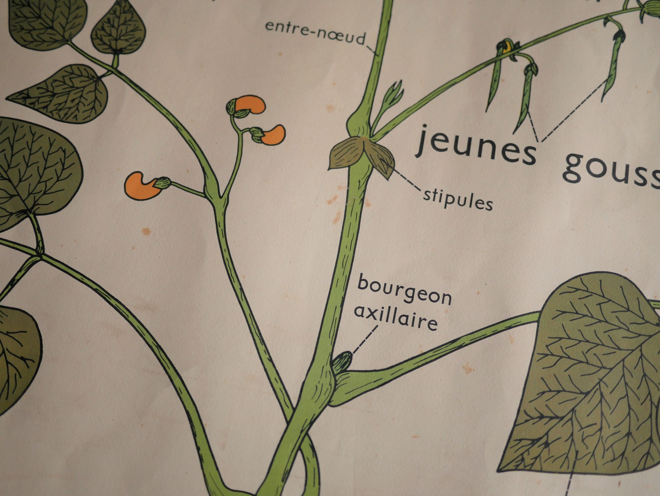 Vintage school botanical poster "La Plante"