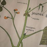 Vintage school botanical poster "La Plante"