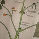 Vintage school botanical poster "La Plante"