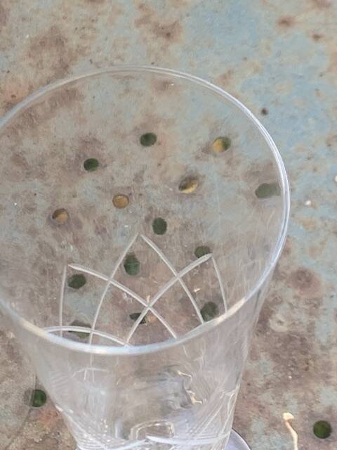 6 champagne flutes in glass and crystal, chiseled, vintage