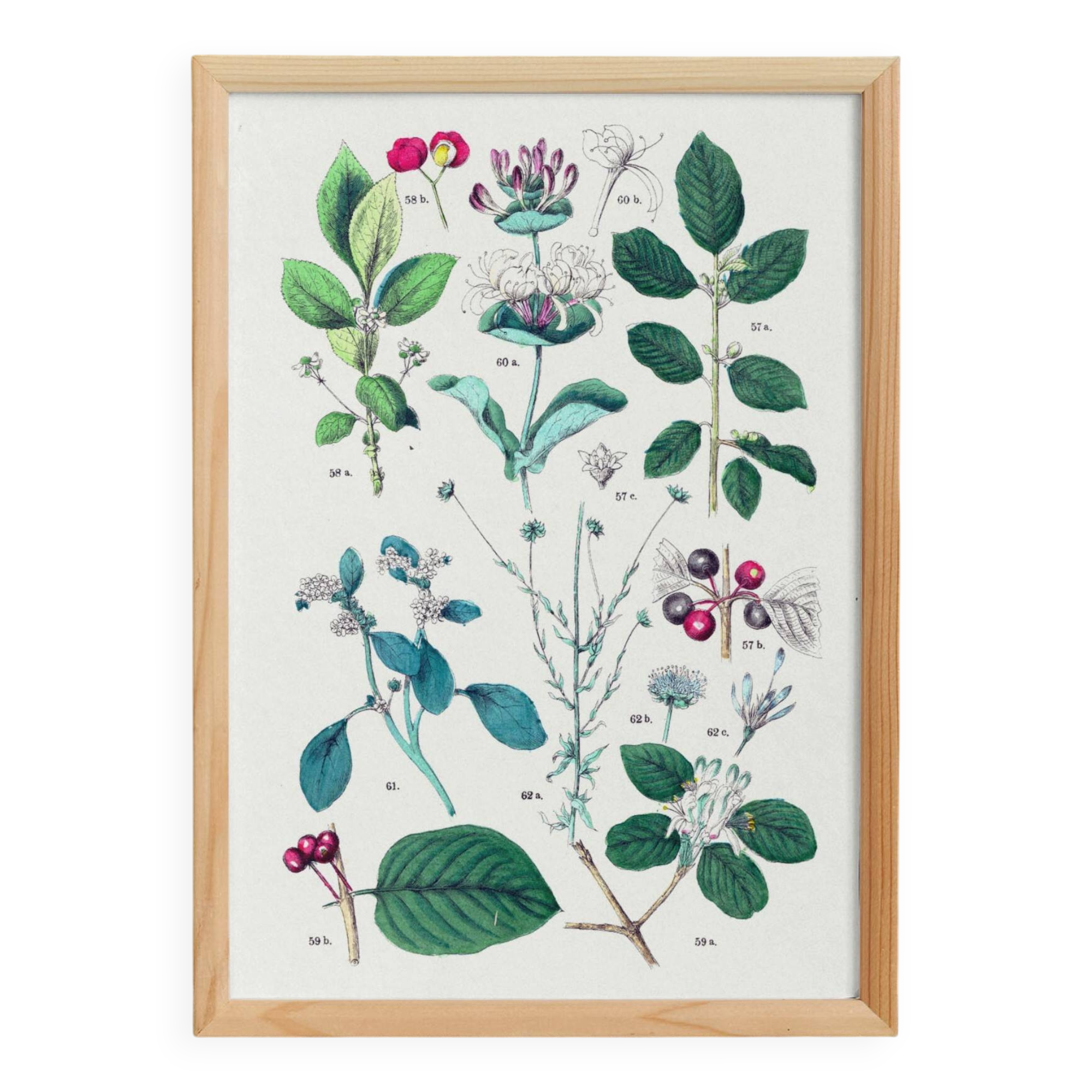 Plant poster based on an 1881 engraving "water chestnut"