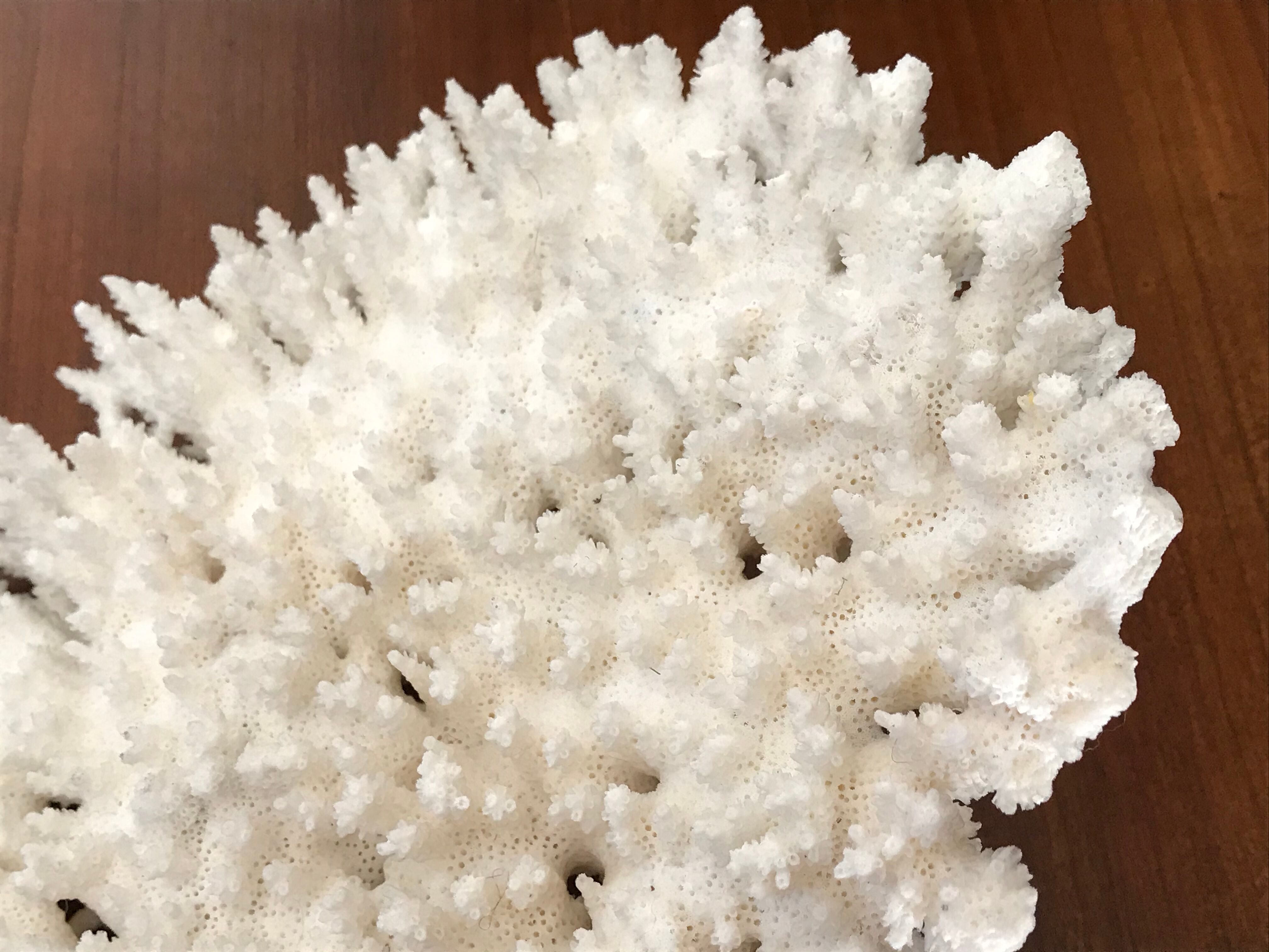 Ancient white coral branch