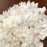 Ancient white coral branch