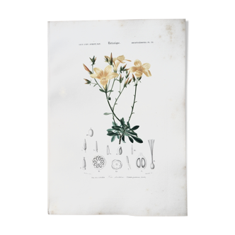 Planche de botanique