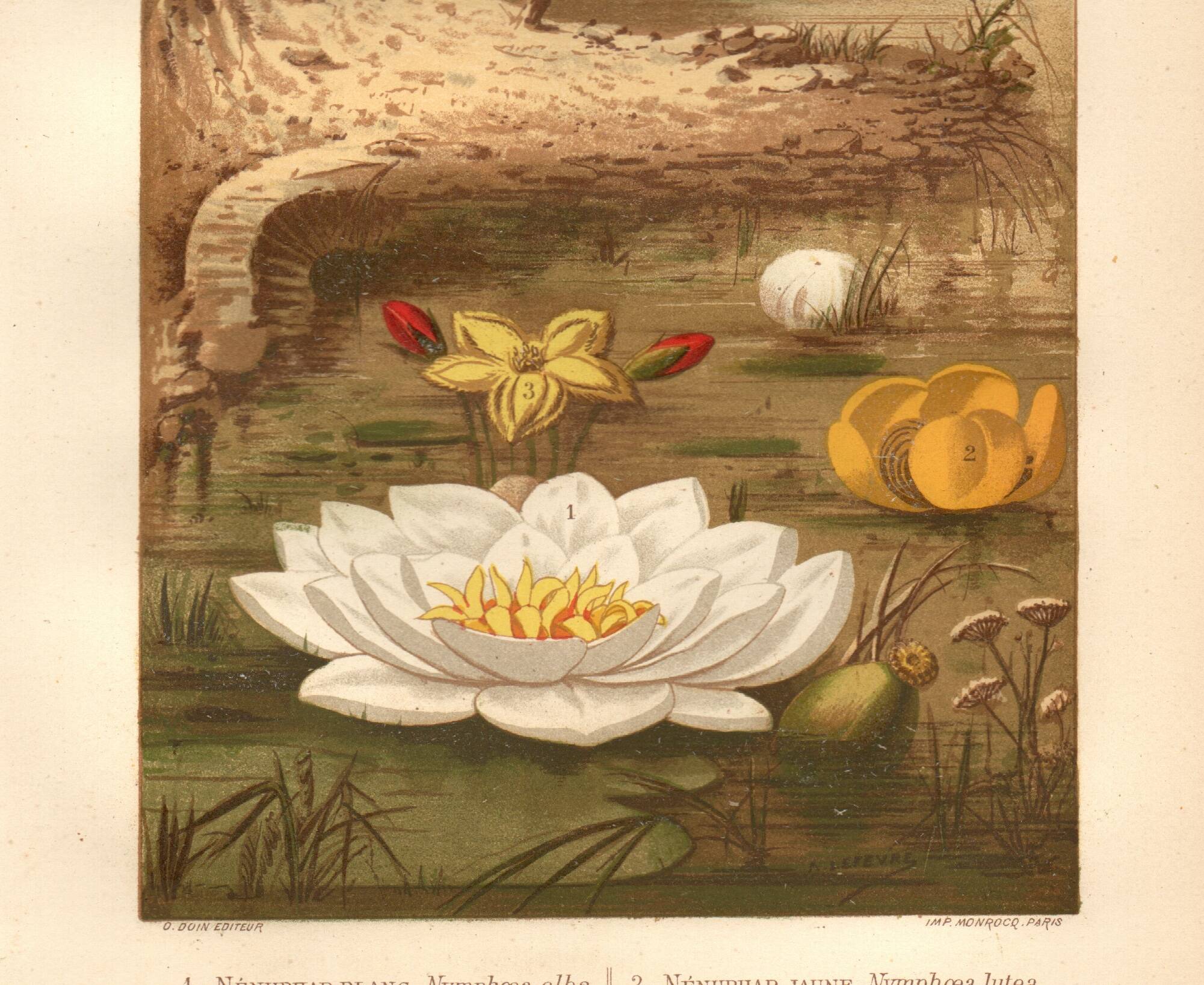 Gravure ancienne de 1889 - Nénuphars aquatiques. Planche botanique vintage