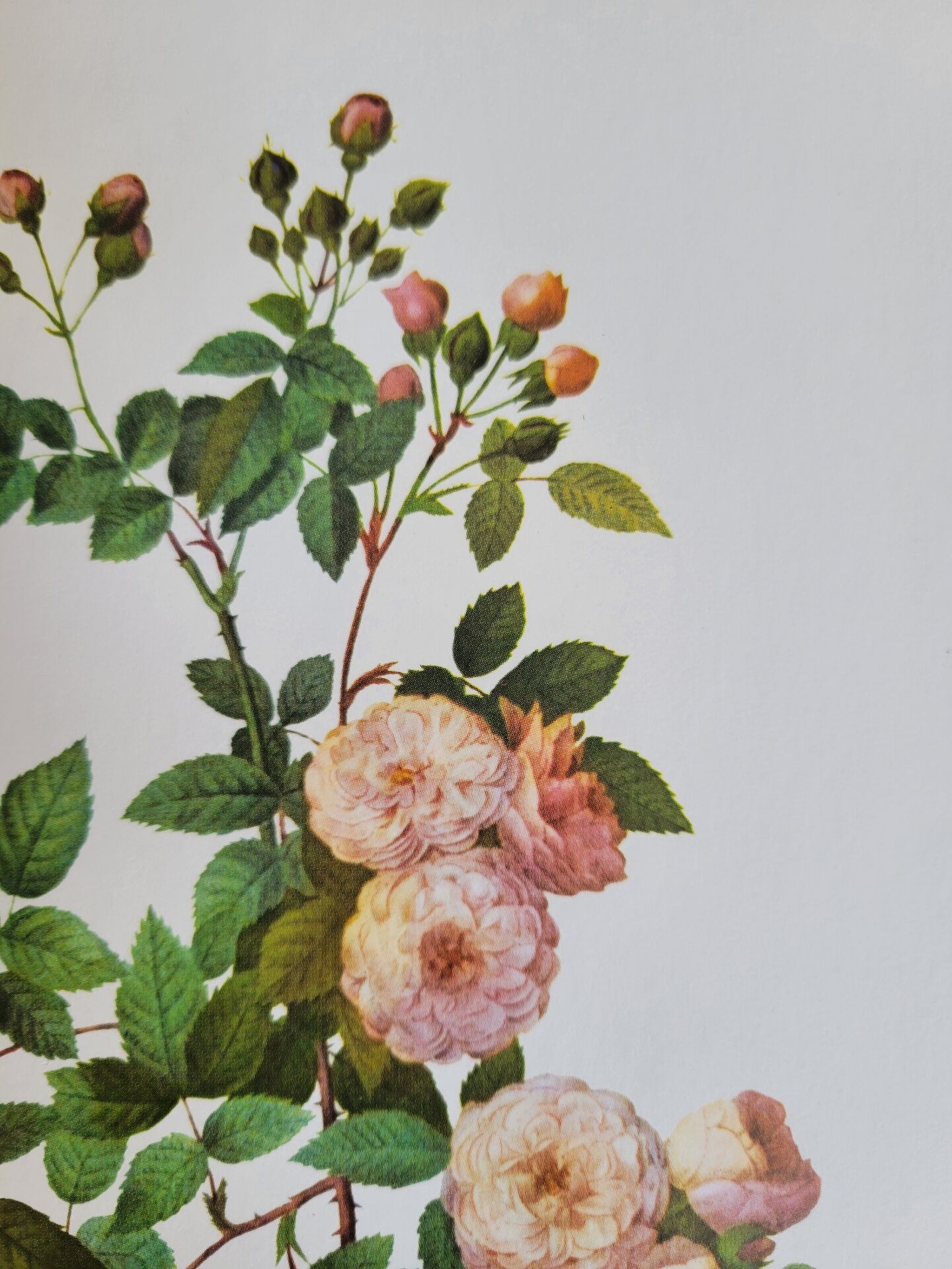 Botanical plate of Multiflora Rose, P. J. Redouté