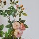Botanical plate of Multiflora Rose, P. J. Redouté