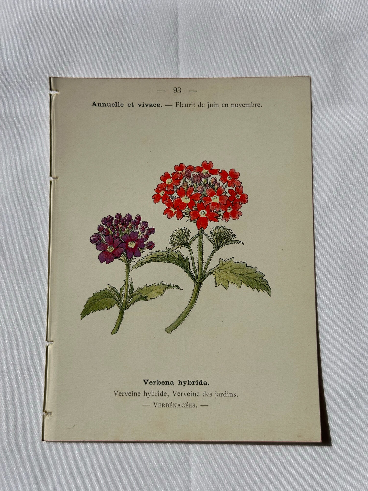 🌿 Botanical Plate Old Naturalist Engraving 19th Century Double-Sided