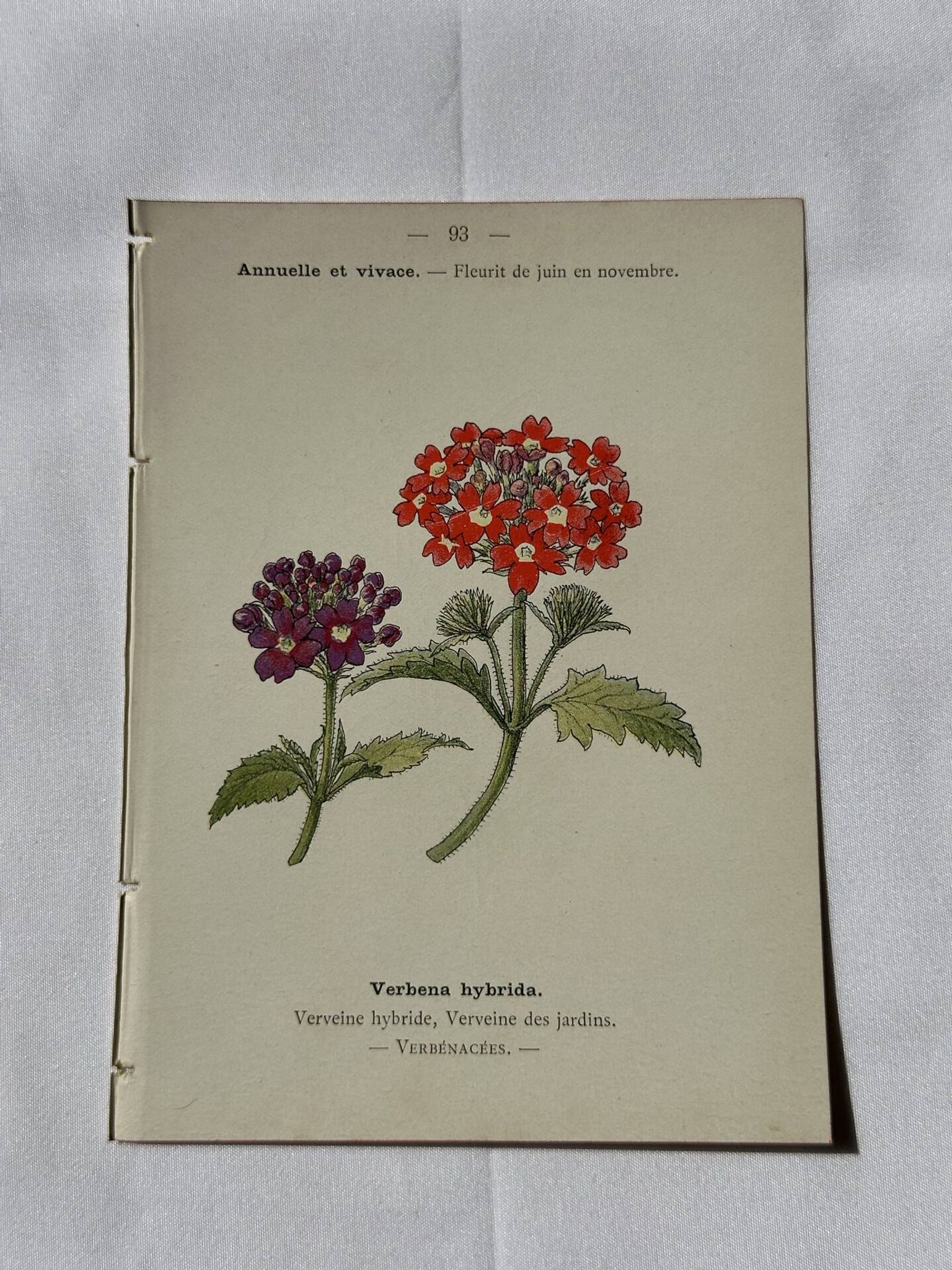 Planche Botanique Gravure naturaliste ancienne 19eme recto verso