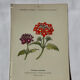 🌿 Botanical Plate Old Naturalist Engraving 19th Century Double-Sided