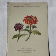 Planche Botanique Gravure naturaliste ancienne 19eme recto verso